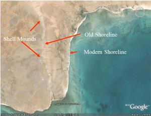 Fig. 3. Aerial view of shell mounds on Janaba West palaeoshoreline