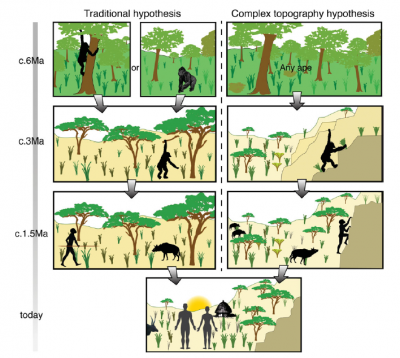 Fig. 2. Schematic of the hominin lineage with the last common ancestor of chimps and humans at the top. L: traditional hypothesis; R; complex topography hypothesis. The latter better explains the transition from living in trees – a complex, 3D habitat – to ground dwelling in a 2D habitat by proposing an intermediate stage of ground dwelling in rough, complex landscapes (From Winder et al. 2013).