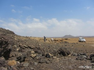 Fig. 3.  Fossil coral terrace overlying a lava flow, Harrat Al Birk, Asir Province. Photo: R. Inglis, 2013