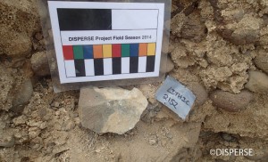Fig. 8. MSA andesite flake found embedded within wadi deposits below a fossil beach, Dhahaban Quarry. Photo: A. Sinclair, 2014